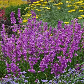 Penstemon x 'Prairie Dusk' - Photo courtesy of Walters Gardens, Inc.