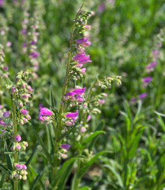 Penstemon x 'Prairie Dusk' - Beardtongue from Pleasant Run Nursery