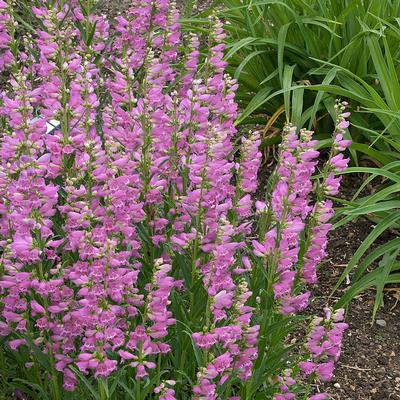 Penstemon x 'Prairie Dusk' - Photo courtesy of Walters Gardens, Inc.