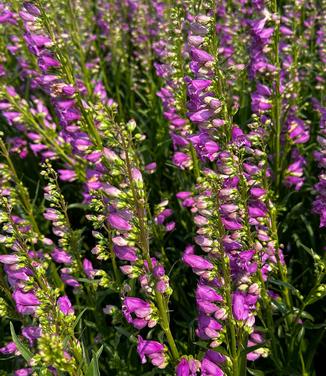 Penstemon x 'Prairie Dusk' - Beardtongue from Pleasant Run Nursery