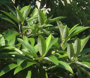 Magnolia virginiana Henry Hicks @ The Scott Arb