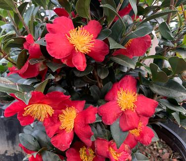 Camellia sasanqua 'Yuletide' - Camellia from Pleasant Run Nursery