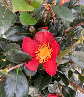 Camellia sasanqua 'Yuletide' - Camellia from Pleasant Run Nursery