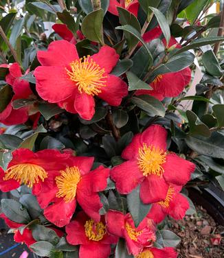 Camellia sasanqua 'Yuletide' - Camellia from Pleasant Run Nursery