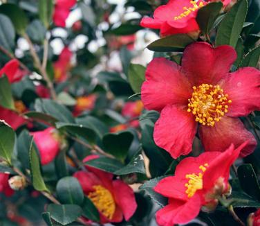 Camellia sasanqua 'Yuletide' - Camellia from Pleasant Run Nursery