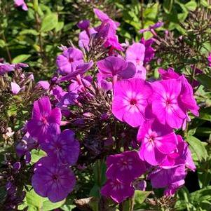 Phlox paniculata Garden Gals™ 'Cover Girl'