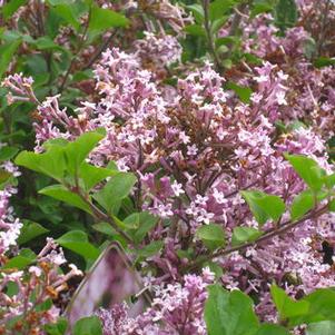 Syringa meyeri Palibin