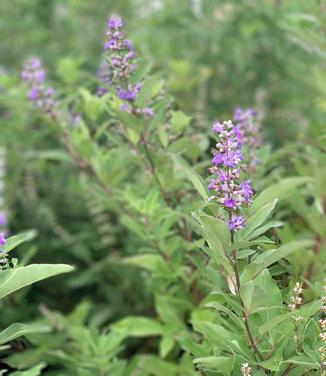 Vitex x Summertime Blues - Chastetree from Pleasant Run Nursery