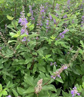 Vitex x Summertime Blues - Chastetree from Pleasant Run Nursery