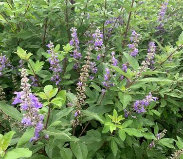 Vitex x Summertime Blues - Chastetree from Pleasant Run Nursery