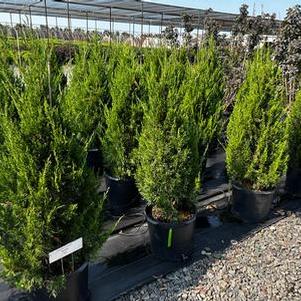 Juniperus chinensis Spartan