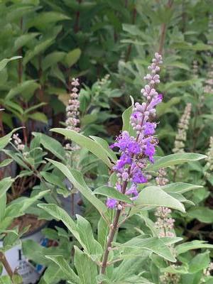 Vitex x Summertime Blues - Chastetree from Pleasant Run Nursery