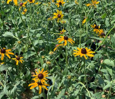 Rudbeckia hirta - Black-Eyed Susan from Pleasant Run Nursery