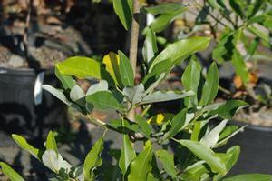 Magnolia virginiana Ned's Northern Belle