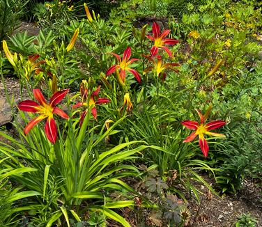 Hemerocallis 'Gadsden Goliath' - Daylily from Pleasant Run Nursery