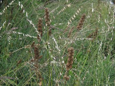 Bouteloua curtipendula - Side-oats Grama from Pleasant Run Nursery