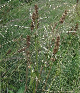 Bouteloua curtipendula - Side-oats Grama from Pleasant Run Nursery