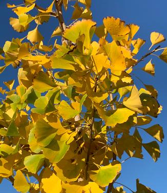 Ginkgo biloba 'Autumn Gold' - Maidenhair Tree from Pleasant Run Nursery