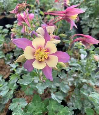 Aquilegia x 'Earlybird 'Purple Yellow'' - Columbine from Pleasant Run Nursery