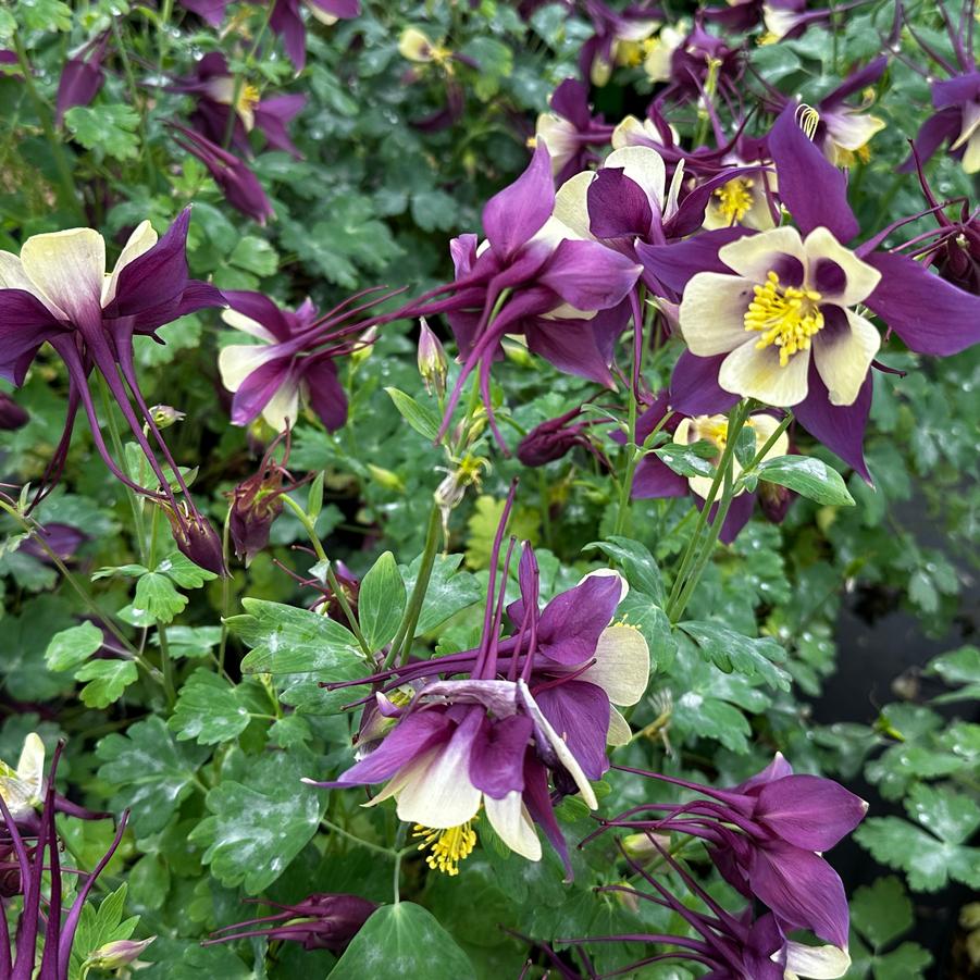 Aquilegia x Earlybird™ 'Purple Yellow' - Columbine from Pleasant Run Nursery