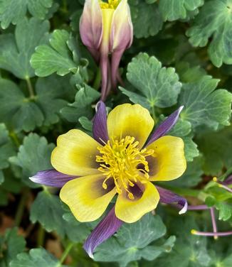 Aquilegia x Earlybird™ 'Purple Yellow' - Columbine from Pleasant Run Nursery