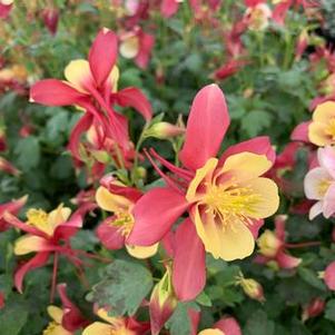 Aquilegia x Earlybird™ 'Red Yellow'