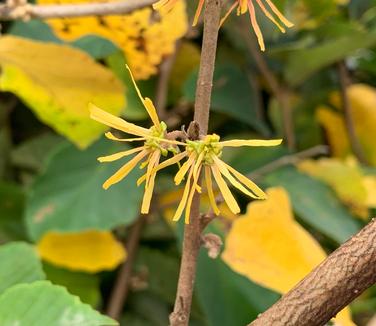 Hamamelis vernalis 'Beholden' - Vernal Witchhazel from Pleasant Run Nursery