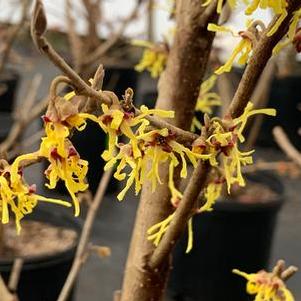 Hamamelis vernalis Upchurch