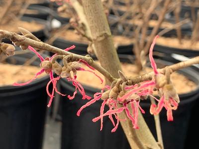 Hamamelis vernalis 'Blue Moon' - Vernal Witchhazel from Pleasant Run Nursery