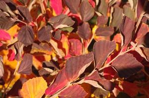 Hamamelis vernalis Purple Ribbons