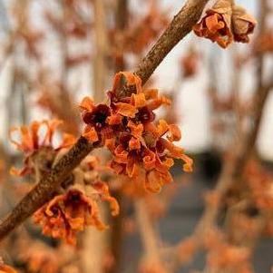 Hamamelis vernalis Spring Bounty