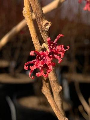 Hamamelis vernalis 'Grape Fizz' - Vernal Witchhazel from Pleasant Run Nursery