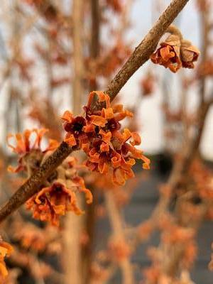 Hamamelis vernalis 'Spring Bounty' - Vernal Witchhazel from Pleasant Run Nursery