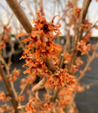 Hamamelis vernalis 'Spring Bounty' - Vernal Witchhazel from Pleasant Run Nursery