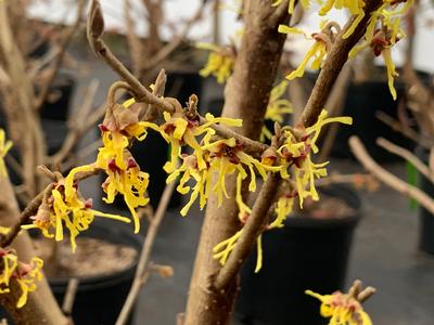 Hamamelis vernalis 'Upchurch' - Ozark Witchhazel from Pleasant Run Nursery