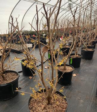 Hamamelis vernalis 'Upchurch' - Ozark Witchhazel from Pleasant Run Nursery