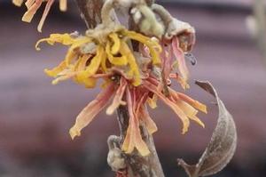 Hamamelis vernalis Orange Sunrise™