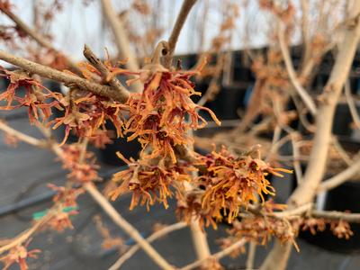 Hamamelis vernalis Woodland Joy™