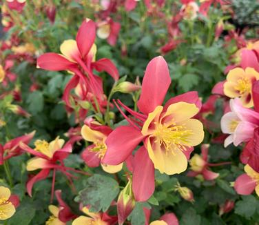 Aquilegia x 'Earlybird 'Red Yellow'' - Columbine from Pleasant Run Nursery