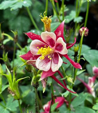 Aquilegia x 'Earlybird™ 'Red Yellow'' - Columbine from Pleasant Run Nursery