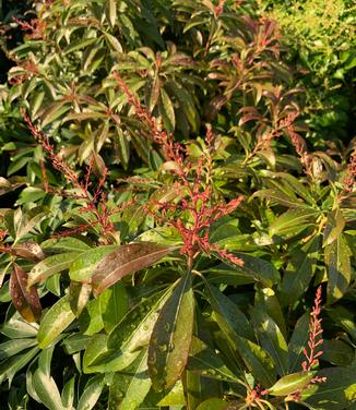 Pieris japonica 'Katsura' - Japanese Andromeda from Pleasant Run Nursery