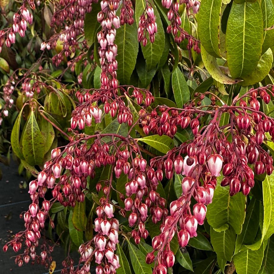 Pieris japonica 'Katsura' - Japanese Andromeda from Pleasant Run Nursery