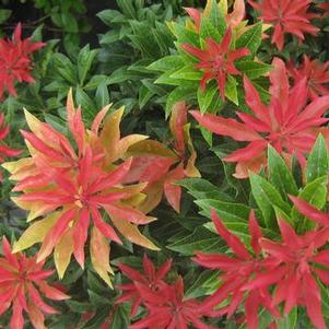 Pieris japonica Mountain Fire