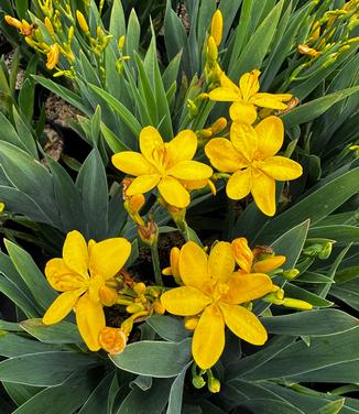 Belamcanda chinensis 'Hello Yellow' - Blackberry Lily from Pleasant Run Nursery