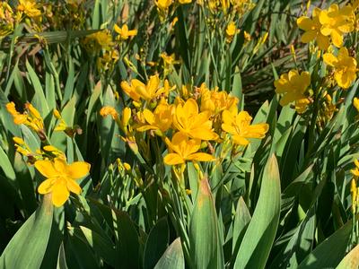 Belamcanda chinensis 'Hello Yellow' - Blackberry Lily from Pleasant Run Nursery