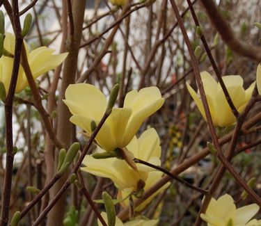 Magnolia x 'Butterflies'