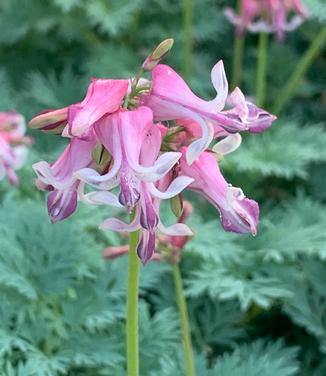 Dicentra x 'Pink Diamonds' - Fern-leaved Bleeding Heart from Pleasant Run Nursery