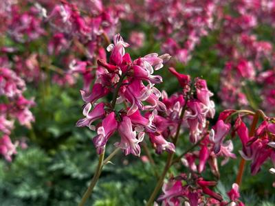 Dicentra x 'Pink Diamonds' - Fern-leaved Bleeding Heart from Pleasant Run Nursery