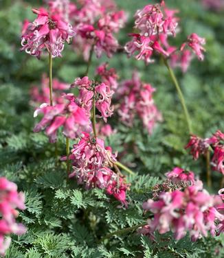 Dicentra x 'Pink Diamonds' - Fern-leaved Bleeding Heart from Pleasant Run Nursery