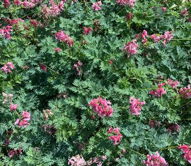 Dicentra x 'Pink Diamonds' - Fern-leaved Bleeding Heart from Pleasant Run Nursery